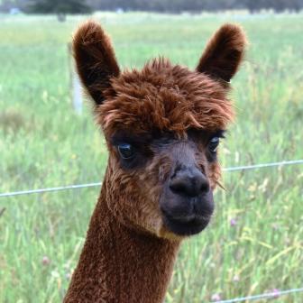 picture of alpaca 'Dark Knight'